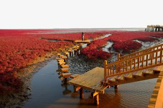 辽宁盘锦红海滩国家风景廊道四免抠