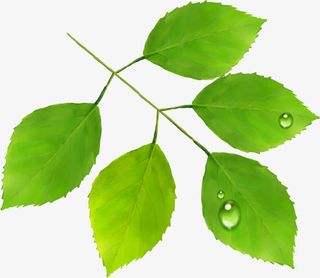 绿色新鲜露珠树叶草地免抠