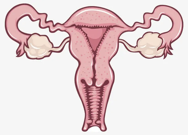 女性生殖系统插画免抠