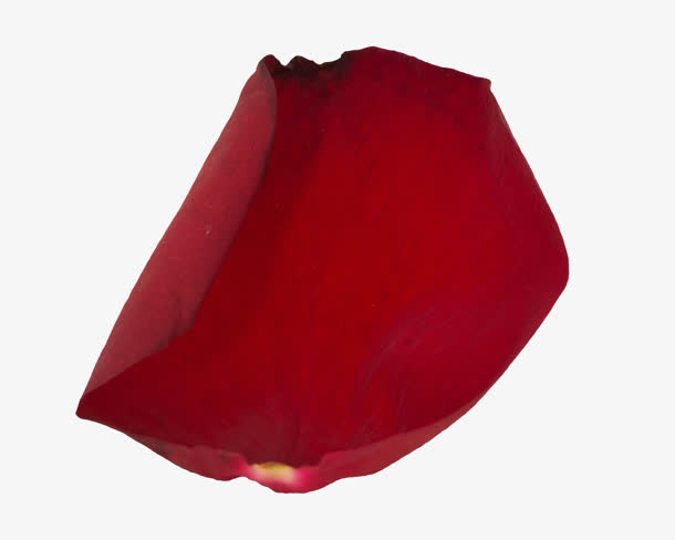 张开的花瓣主题海报免抠