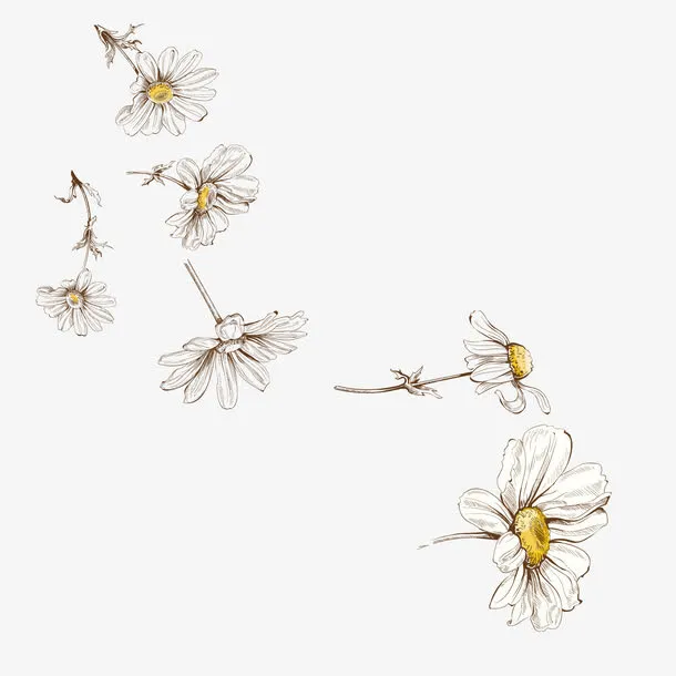 小菊花手绘免抠