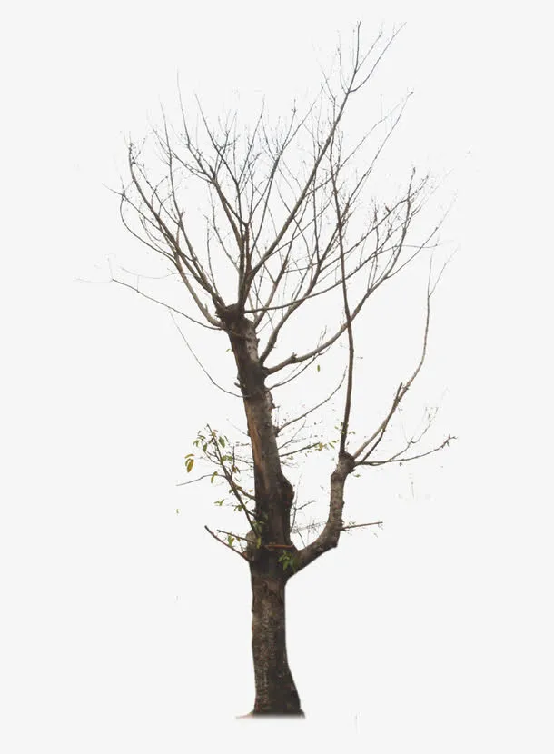 枯树免抠