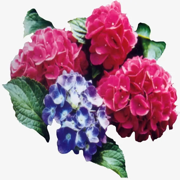 高清绿叶红花PNG免抠透明背景免抠