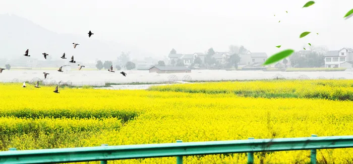 油菜花大雁绿叶公路景色大气背景高清