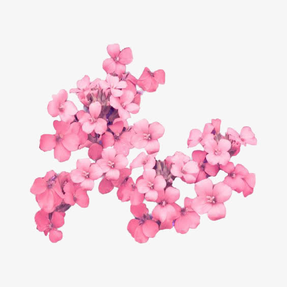 粉色花瓣免抠