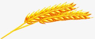小麦 麦子免抠
