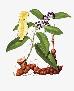 茯苓土茯苓手绘免抠