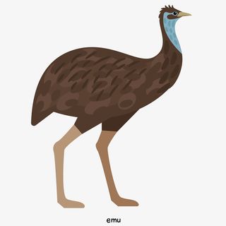 棕色鸸鹋的矢量手绘免抠