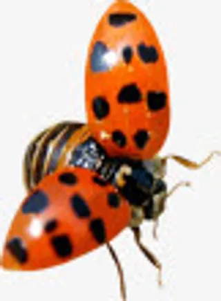 春天瓢虫动物昆虫免抠装饰动物元素