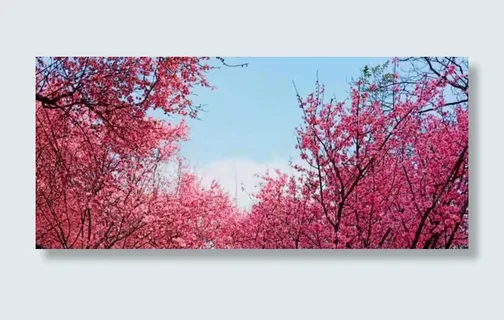 美丽浪漫的樱花免抠