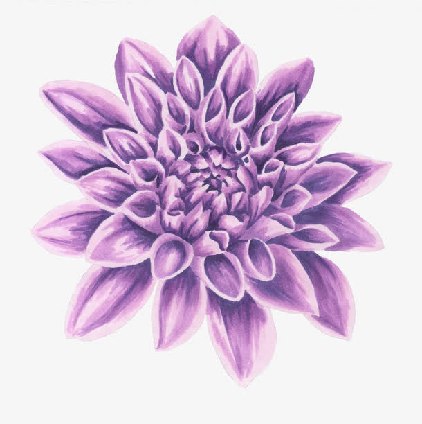 紫色花朵免抠
