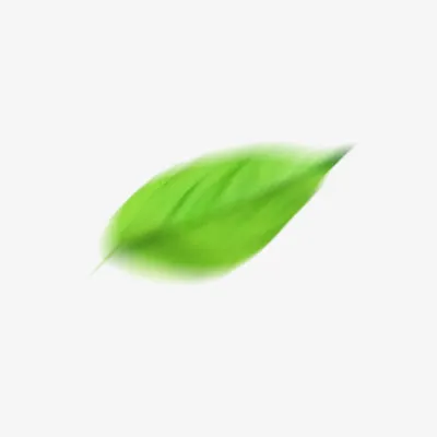 树叶免抠