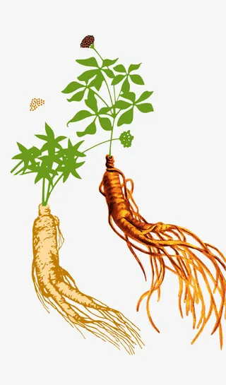 手绘人参免抠