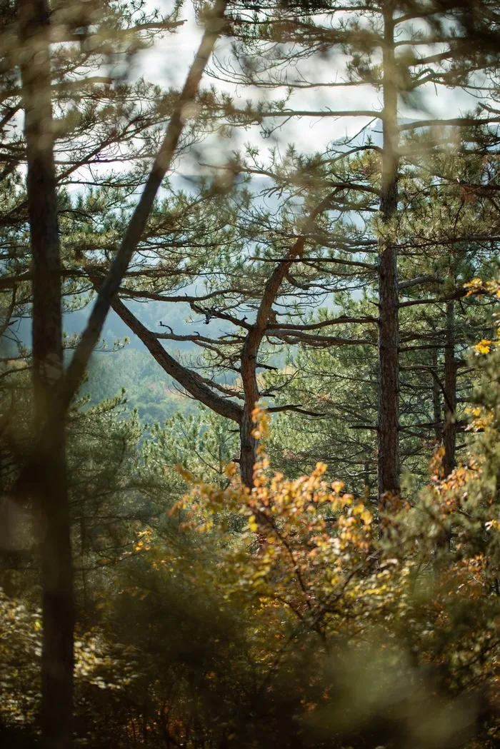 常青树，背景，风景高清