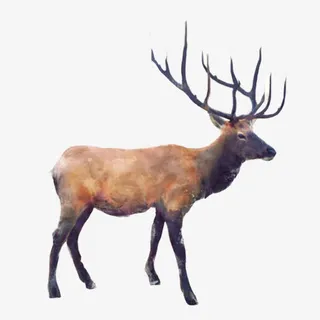 麋鹿走动彩图素材图片免抠