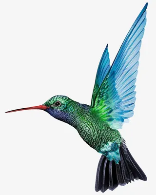 鸟鸟蜂鸟动物免抠