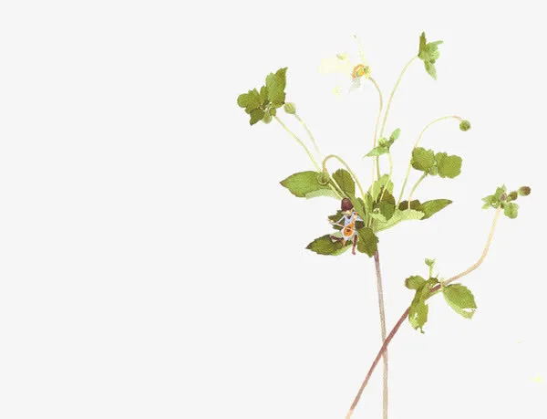 还未成熟的草莓图片素材免抠