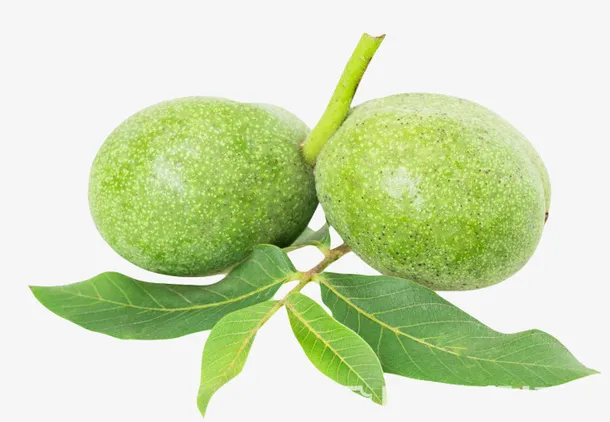 一对核桃树枝上的青核桃免抠