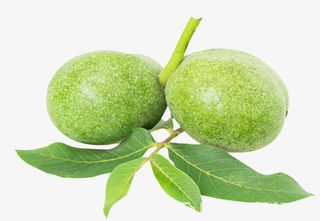 一对核桃树枝上的青核桃免抠