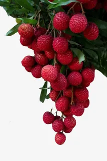 红红火火荔枝果免抠 红红火火荔枝果免抠