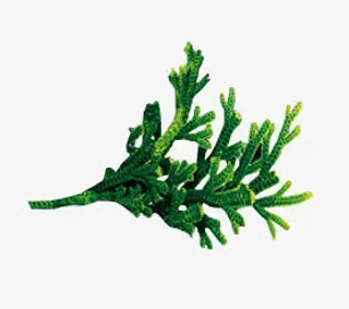 绿色卡通复活草植物免抠