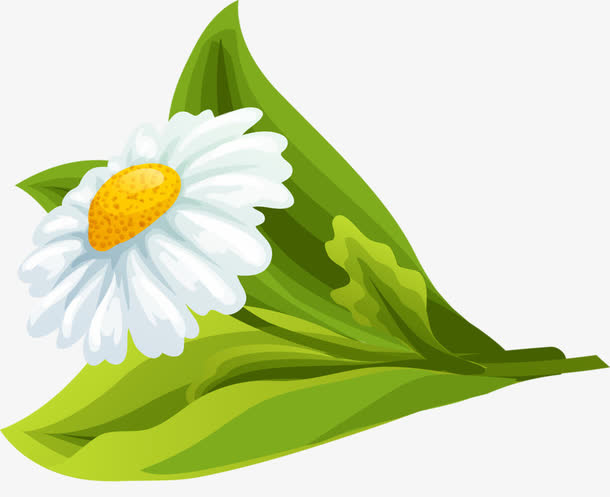 白色甘菊免抠