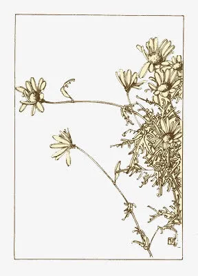 手绘洋甘菊免抠