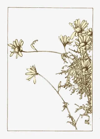 手绘洋甘菊免抠