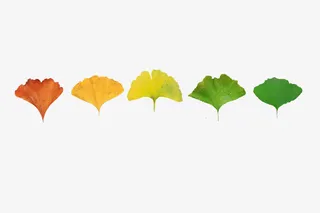 五彩银杏叶子免抠