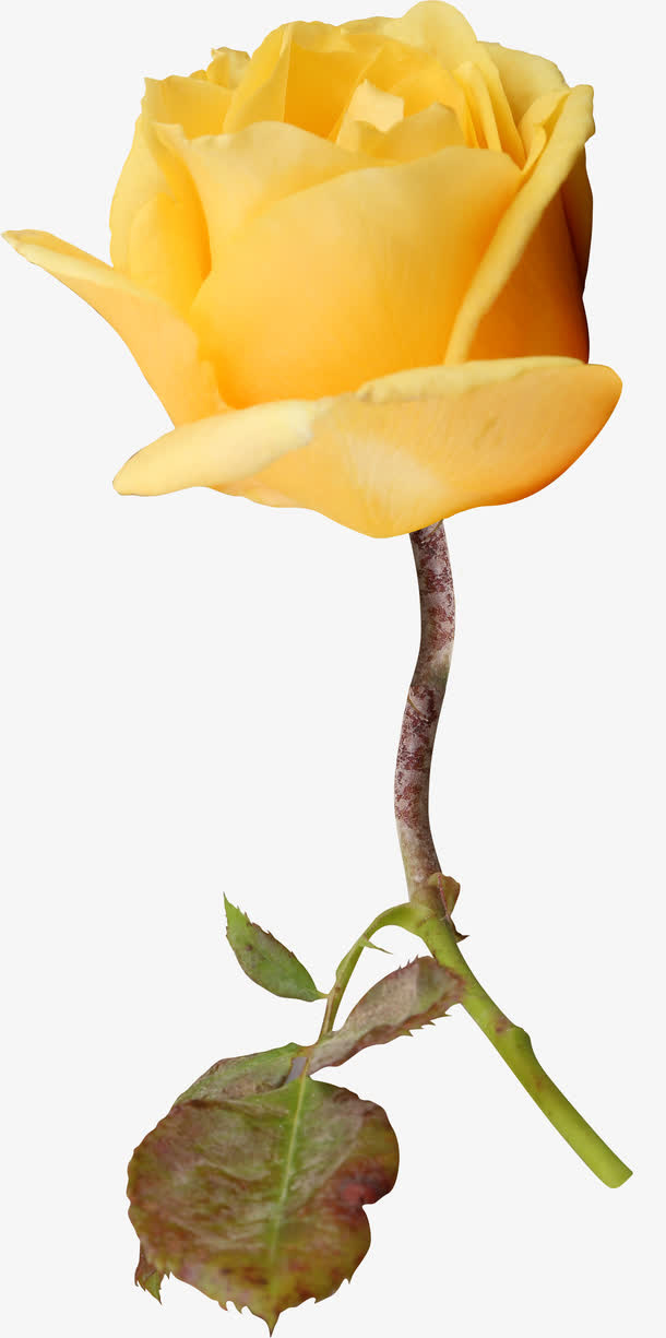 鲜花装饰免抠