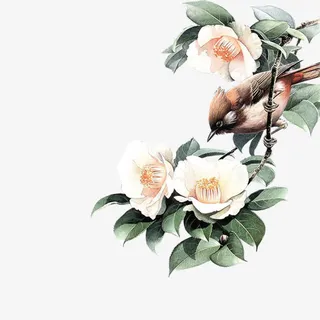 杜鹃花上的鸟免抠