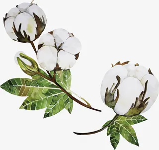手绘棉花免抠