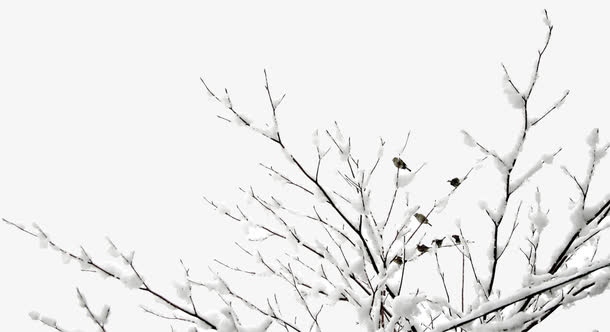 挂雪树枝麻雀免抠素材免抠
