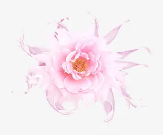 粉色花朵效果免抠