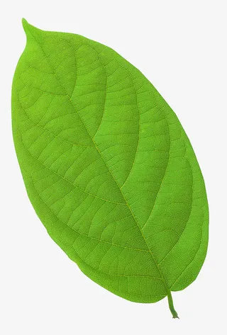 一片绿色树叶免抠