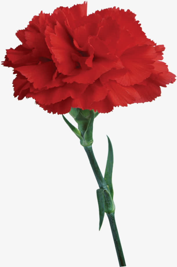 红色高清鲜艳花朵母亲节免抠