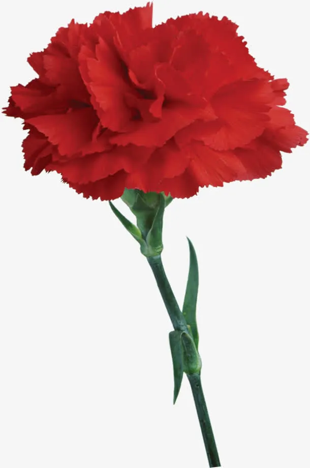 红色高清鲜艳花朵母亲节免抠