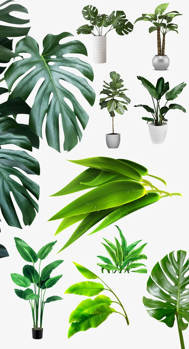 盆栽北欧植物居家装饰绿植龟背竹免抠
