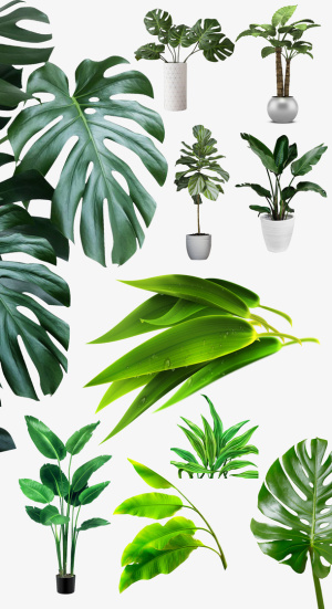 盆栽北欧植物居家装饰绿植龟背竹免抠