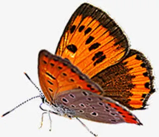 春天红色纹理蝴蝶免抠装饰动物元素