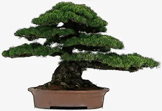 盆景松树元素04免抠