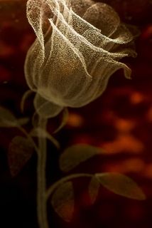 金色玫瑰金色线条免抠