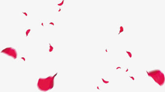 漂浮玫瑰花瓣婚礼免抠