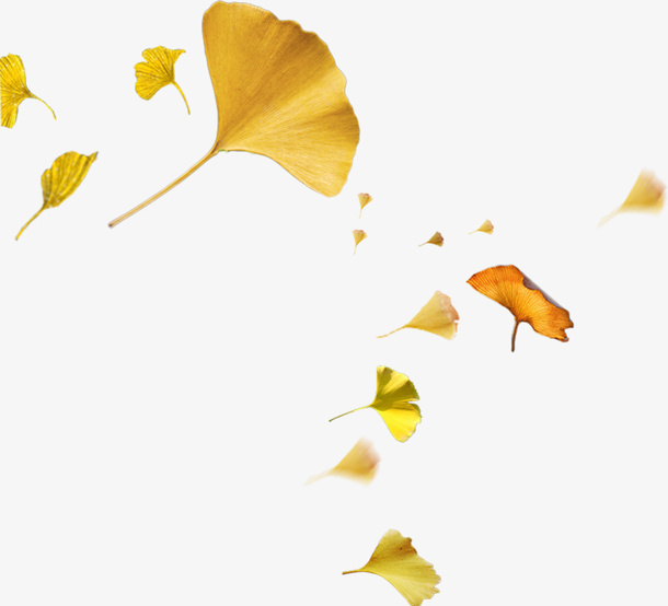 飘落银杏叶子免抠