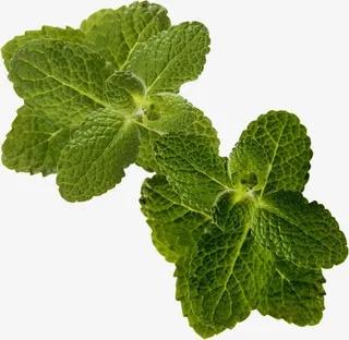 绿叶美景春天创意免抠