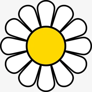 白色雏菊免抠