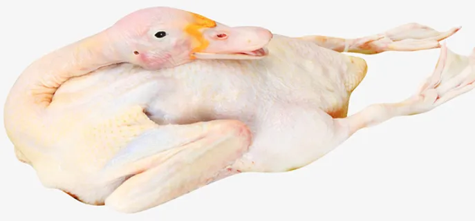 新鲜的鸭肉吧免抠