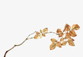 黄色枯叶枝条海报背景