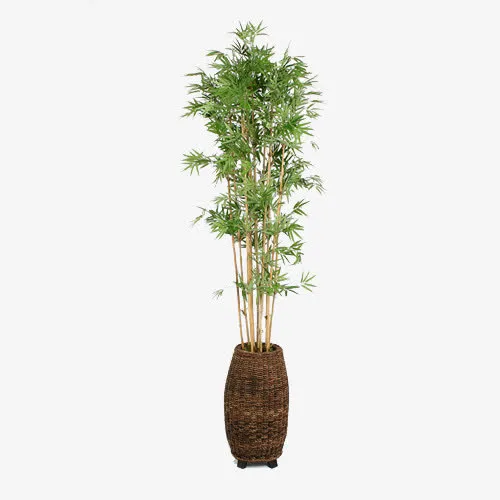 家居编织花盆盆栽竹子免抠