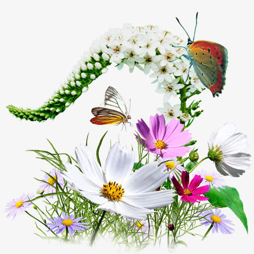 Flowers Wildflowers Icon免抠